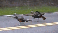 turkey-guns