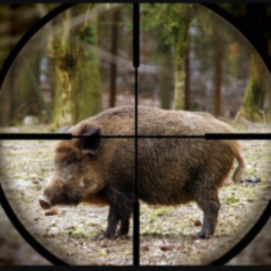 Group logo of Hog Hunting